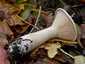 Óriás tölcsérgomba (Infundibulicybe geotropa), Naszály-hegy